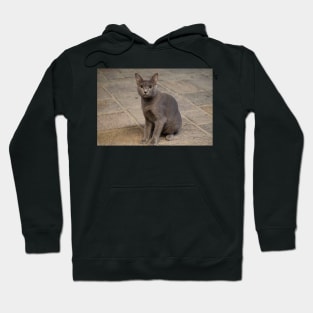 gray cat on the wall Hoodie